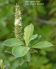 Salix caprea hunnplante